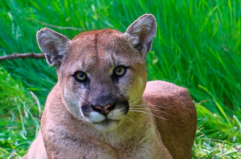 cali-man-charged-with-shooting-mountain-lion